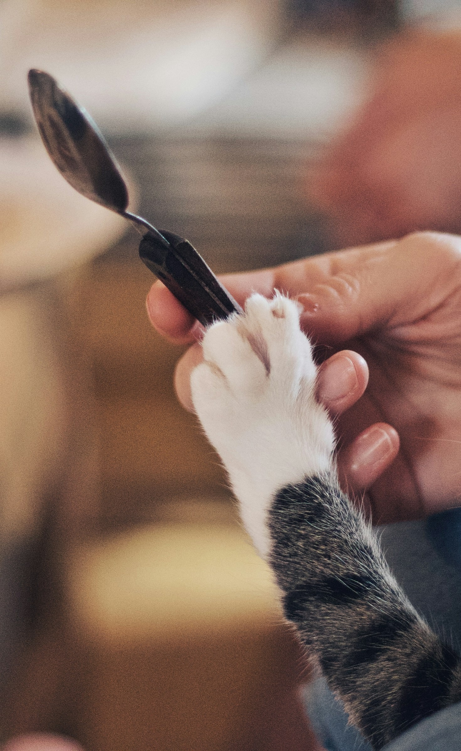 Ten Simple Ways to Keep Indoor Cats Entertained