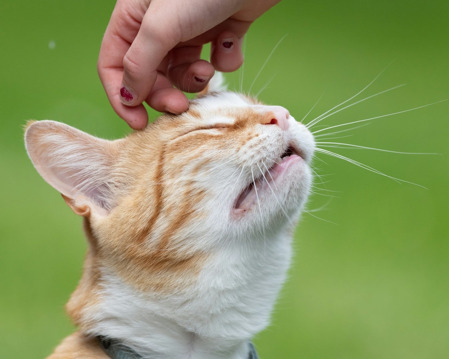 The Ultimate Guide to Nutritious Cat Diets