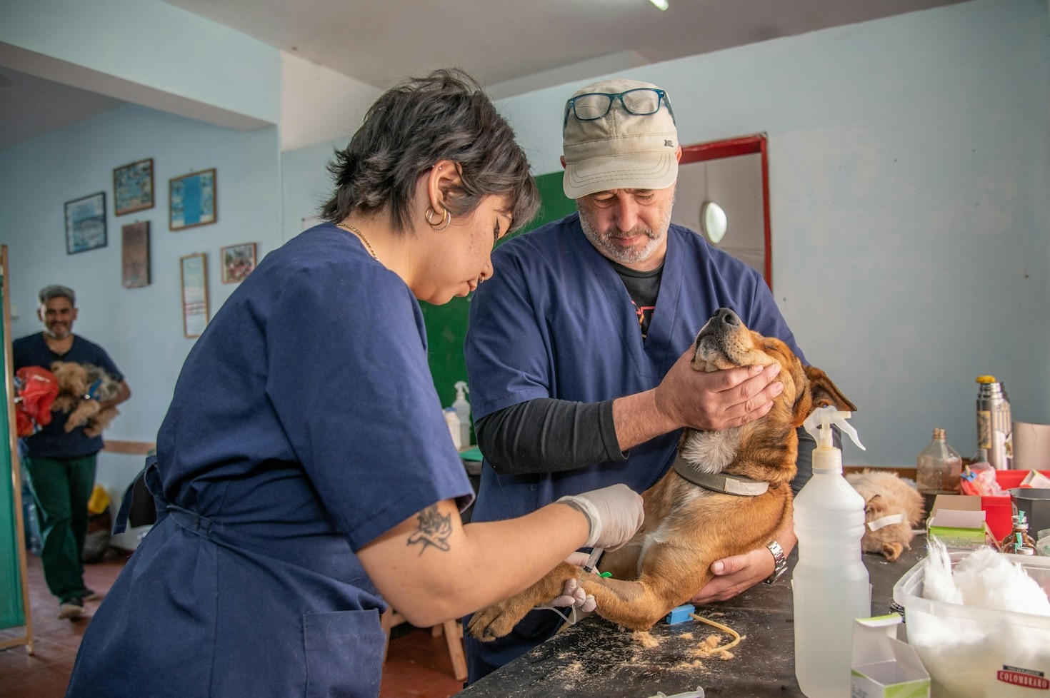 Top Grooming Tips for Long-Haired Cat Breeds