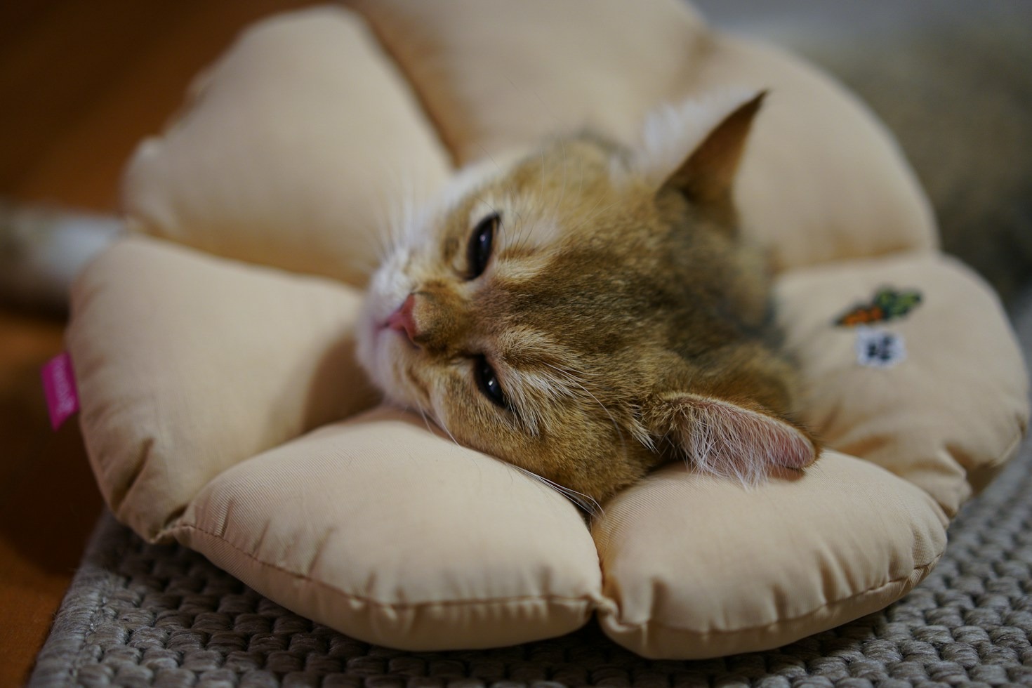 Recognizing Early Signs of Health Issues in Cats